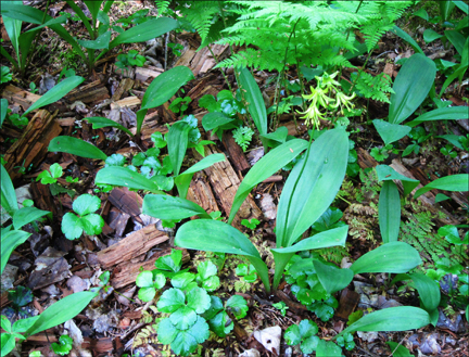 Adirondack Wildflowers:  Clintonia in bloom at the Paul Smiths VIC